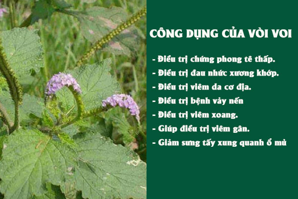 Một số tác dụng dược lý của vòi voi.