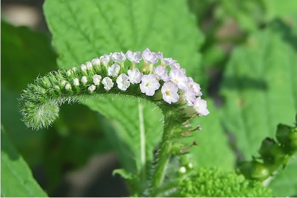 Nên tham khảo ý kiến của người có chuyên môn trước khi sử dụng dược liệu để đảm bảo an toàn.