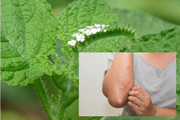 Bài thuốc vòi voi chữa viêm da cơ địa được nhiều người áp dụng hiệu quả.