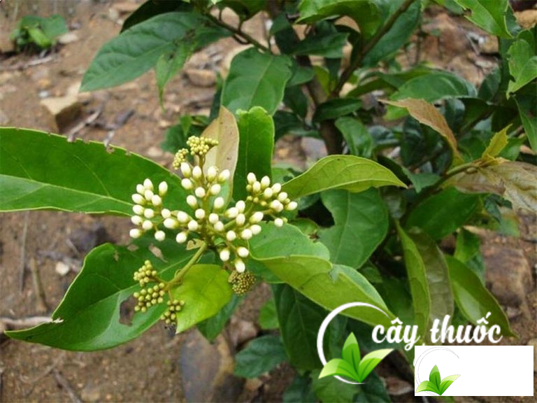 Hình ảnh cây xạ đen