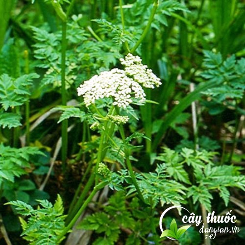 Hình ảnh cây xà sàng tử