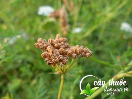 Xà sàng tử dễ trồng và thu hoạch