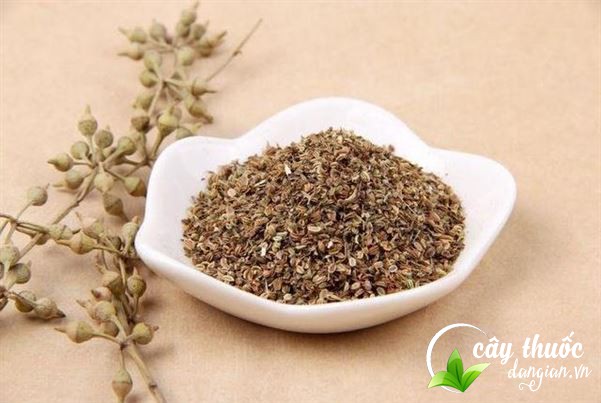 Hạt xà sàng tử