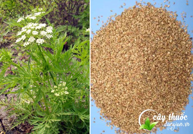 Xà sàng tử có công dụng chữa bệnh