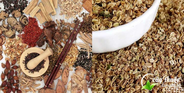 Xà sàng tử dùng để ngâm rượu thuốc chữa bệnh