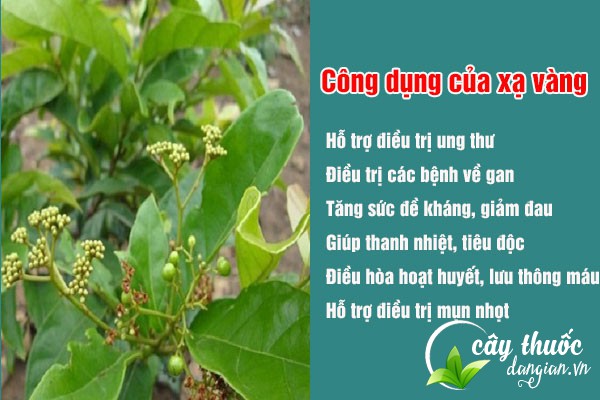 Công dụng tuyệt vời của cây xạ vàng