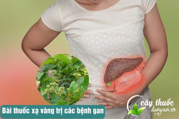 Xạ vàng thường được dùng để làm bài thuốc chữa bệnh về gan