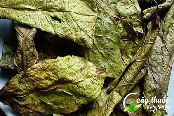 Lưu ý nên tham khảo ý kiến bác sĩ trước khi dùng bài thuốc từ xạ vàng