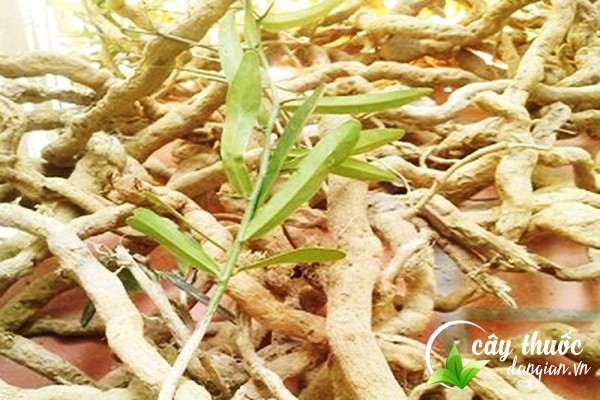 Rễ cây xáo tam phân có tác dụng gì