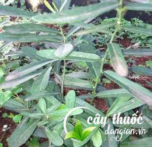 Hình ảnh về lá của cây xáo tam phân