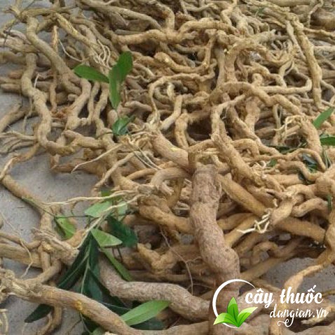 Sử dụng rễ cây xáo tam phân như thế nào mới đúng