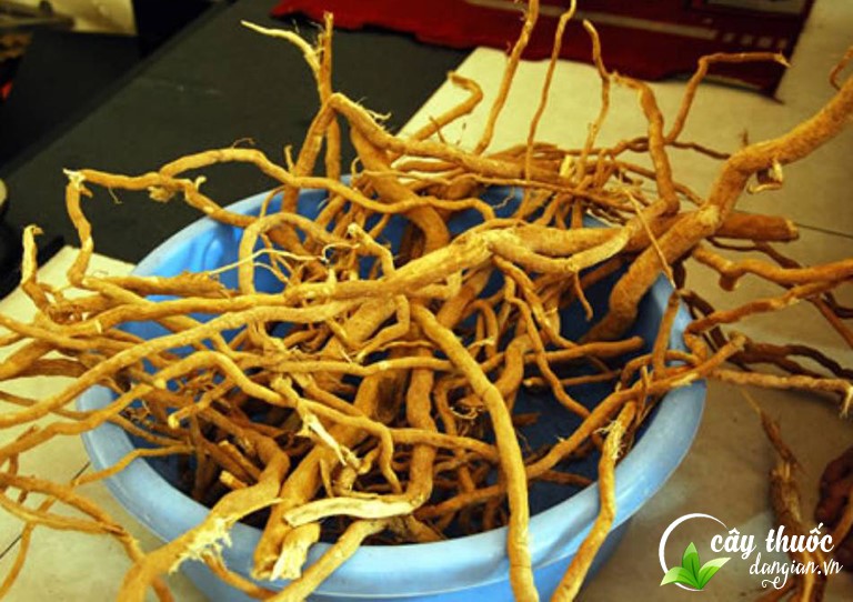 Cây Thuốc Dân Gian cung cấp rễ cây xáo tam phân chất lượng