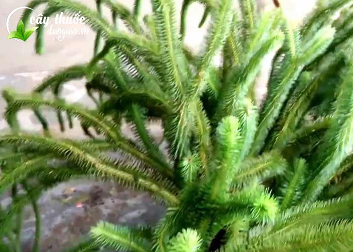 Xem hình ảnh cây thông đất