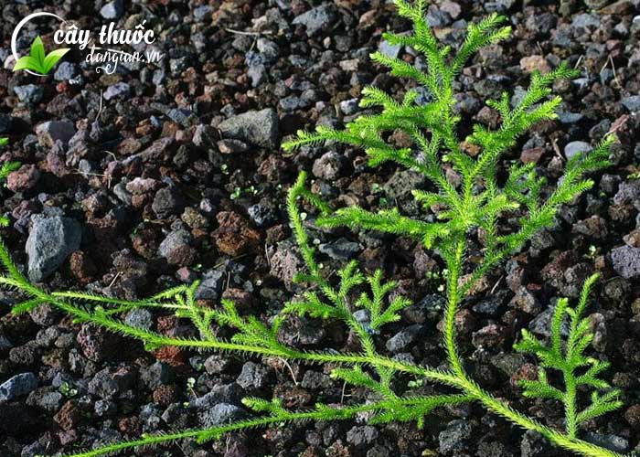 Xem hình ảnh thực tế về cây thông đất