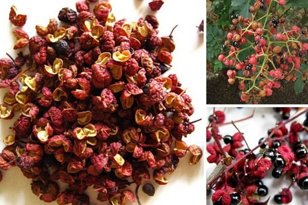 Cây xuyên tiêu hay còn được gọi là cây Hoa tiêu, Trưng, Sưng, Sâng, Hạt sẻn, Mắc khén